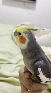 玄凤雏鸟站不稳？遗传营养要关注！（鹦鹉站不稳东倒西歪什么原因）