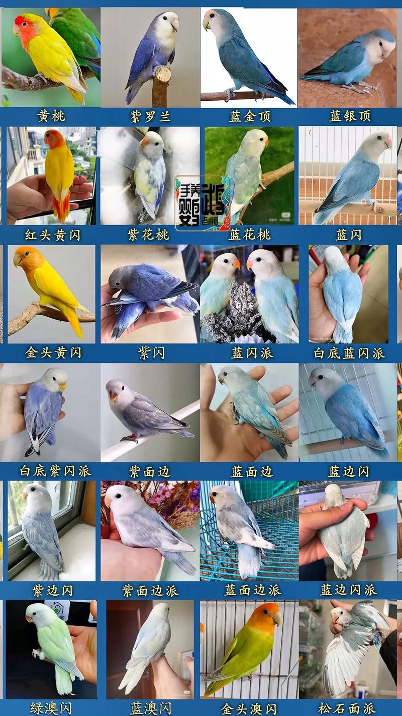 头类桃面骡子介绍（桃面牡丹鹦鹉品种图片大全简单）