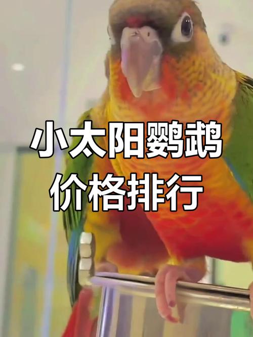 蓝化小太阳鹦鹉价格暴跌，百元入门宠！（蓝化小太阳鹦鹉的价位）