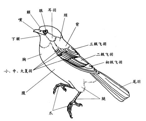 羽色体型栖息呼吸全体现自然选择(生物鸟的结构图) 羽色体型栖息呼吸全体现自然选择(生物鸟的结构图)