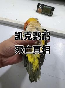 鹦鹉突然死笼底？快查健康环境饮食！（鹦鹉在笼子底下趴着死了是什么原因）