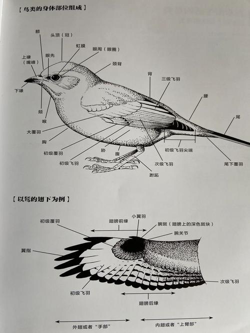 头形喙翅膀尾羽爪子要画对（鸟的解剖图）