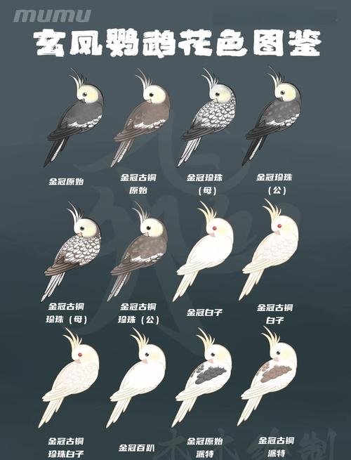 葵花亚马逊吸蜜玫瑰虎皮鹦鹉介绍（鹦鹉鸟图片大全大图鸟名称）