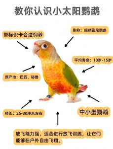 鹦鹉色彩斑斓，各有特色，带来陪伴与乐趣（鹦鹉的种类及名称）