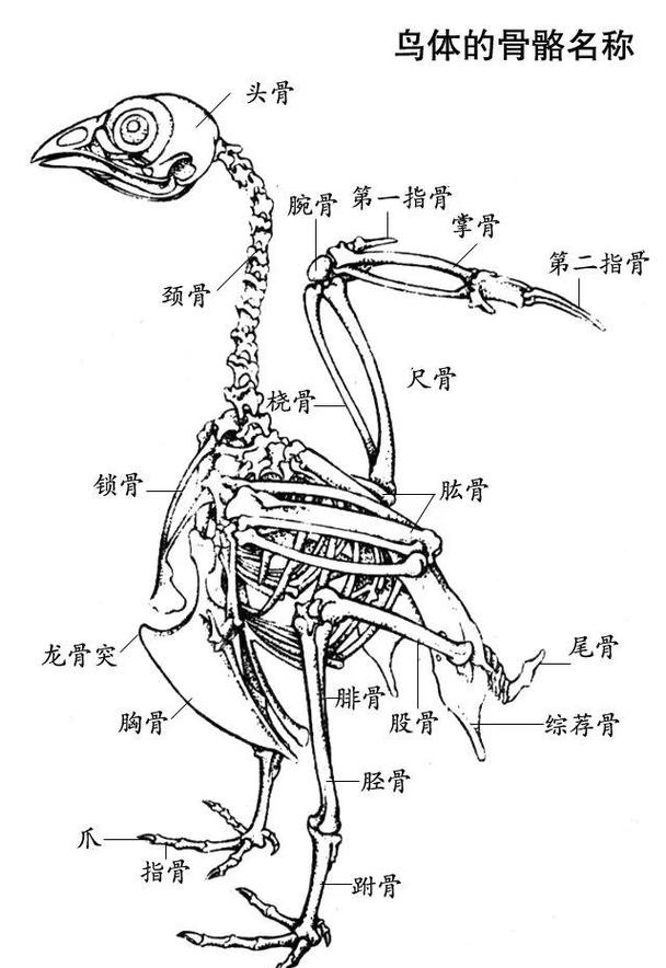 羽色体型栖息呼吸全体现自然选择(生物鸟的结构图) 羽色体型栖息呼吸全体现自然选择(生物鸟的结构图)