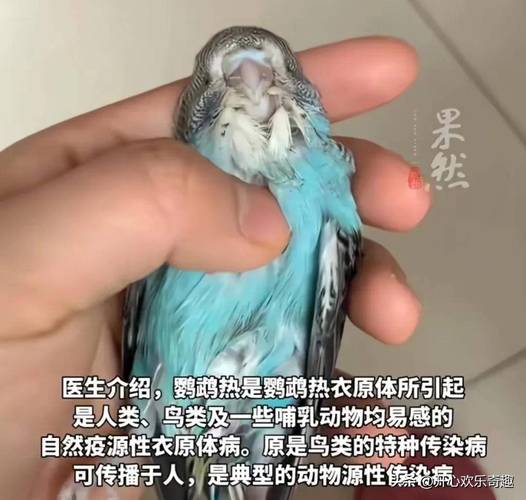 养鹦鹉注意饮食环境防意外,健康安全有保障(压力三大鹦鹉为什么会突然死掉) 养鹦鹉注意饮食环境防意外,健康安全有保障(压力三大鹦鹉为什么会突然死掉)