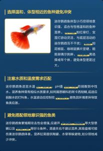 鹦鹉鱼混养伙伴选择指南（能和鹦鹉鱼一起养的鱼有哪些）