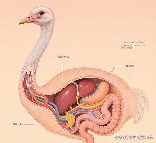 精妙结构适应飞行（鸟类消化系统结构图）