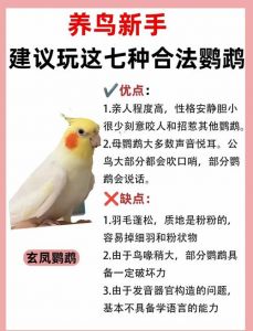 养玄凤鹦鹉一只或两只？看主人够不够爱！（养玄凤鹦鹉千万不要养两只）