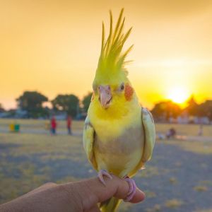 牡丹鹦鹉咬伤出血不用打狂犬，注意伤口处理和消毒（被牡丹鹦鹉咬出血了要打针吗）