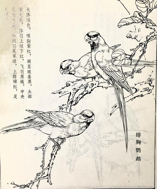工笔画白描鹦鹉，线条生动传神（鹦鹉工笔白描图片）