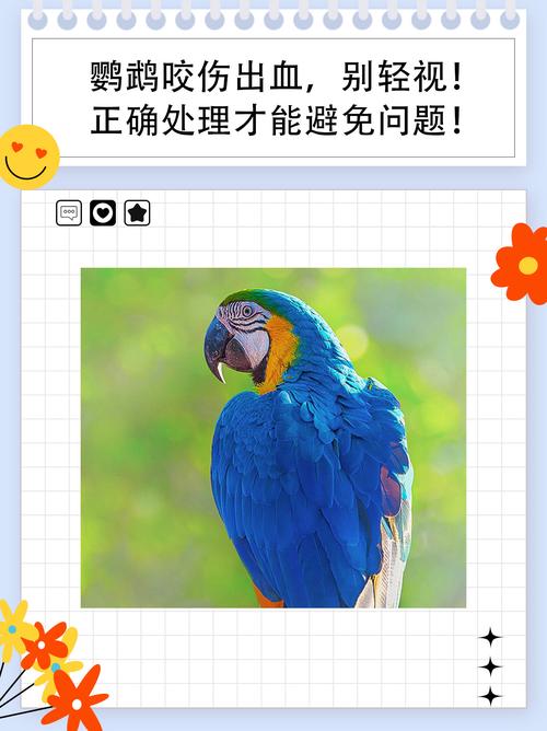 鹦鹉咬出血要打针吗？看伤口处理方法！（被家养鹦鹉咬出血了要打针吗）