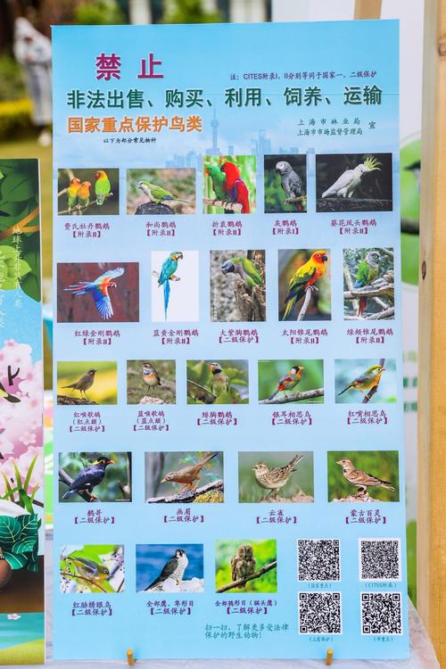 看颜色喙和习性(上海50种常见鸟类网站) 看颜色喙和习性(上海50种常见鸟类网站)