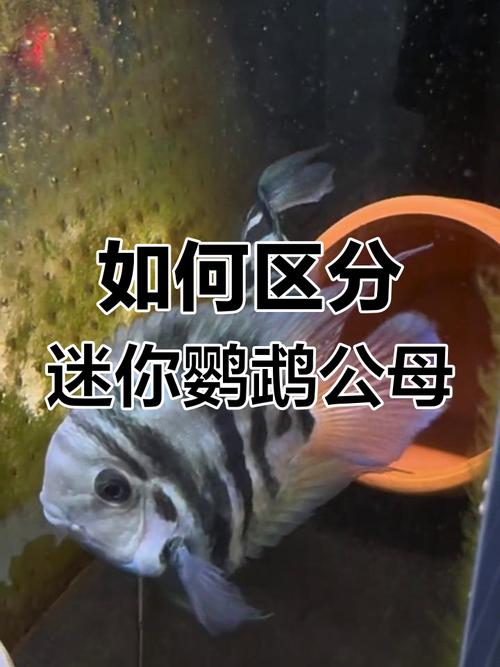 白色迷你鹦鹉鱼公母如何分辨？（白色迷你鹦鹉鱼怎么分公母图解）