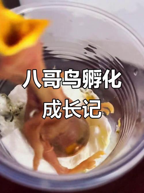 阳光暖窝孵蛋，靠耐心转动见奇迹（鸟蛋怎么人工孵化不用电没有保温箱）