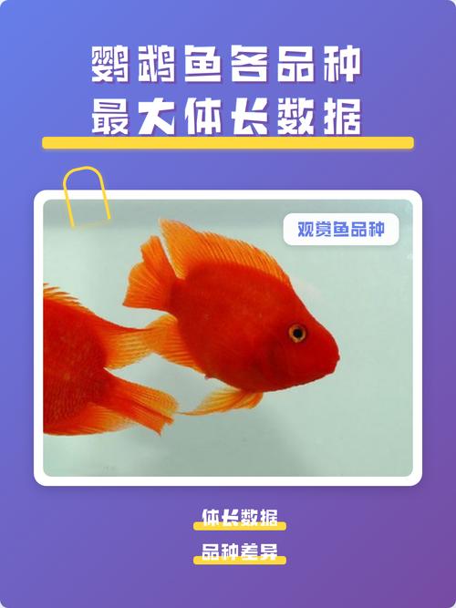 黑鹦鹉鱼易患斜管虫，注意水质防病（黑白鹦鹉鱼）