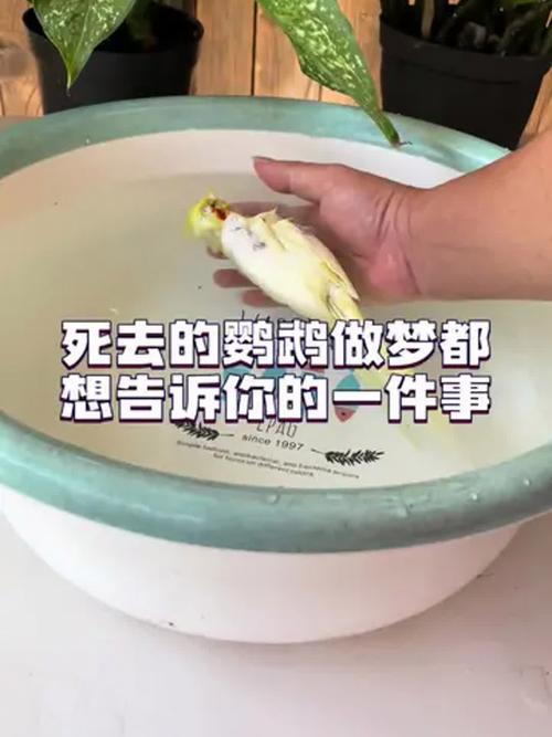 警惕！鹦鹉死亡前征兆及保护野外鹦鹉（鹦鹉死亡照片）