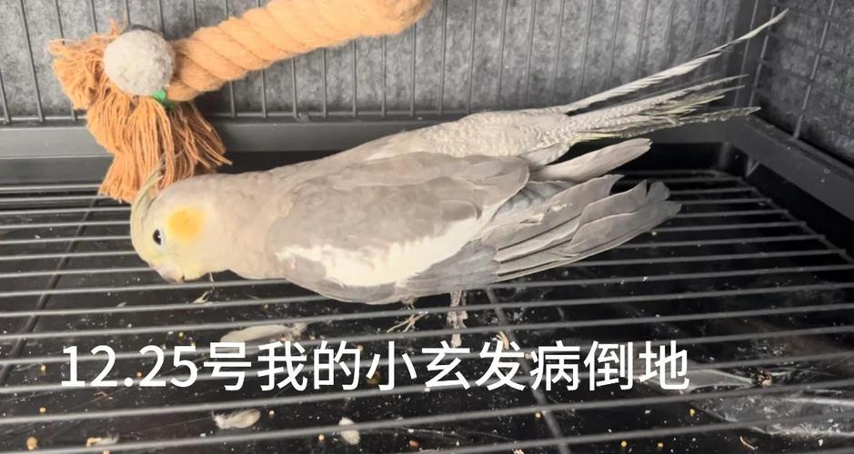 旋风鹦鹉翅膀流血怎么办？（旋风鹦鹉翅膀流血了怎么办）