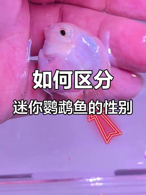 迷你鹦鹉鱼公母如何分？看体型颜色细节！（白金迷你鹦鹉鱼公母分辨图解）