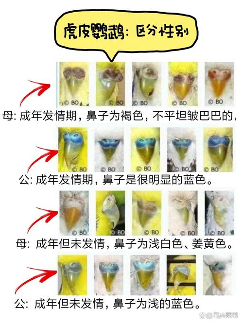 红眼虎皮鹦鹉品种及饲养小知识(红眼睛的虎皮鹦鹉是什么品种) 红眼虎皮鹦鹉品种及饲养小知识(红眼睛的虎皮鹦鹉是什么品种)