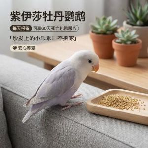稀有紫羽，价值不菲（紫伊莎和紫熏牡丹鹦鹉的区别）