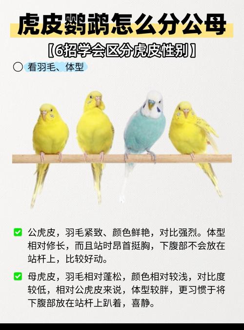 鹦鹉配对繁殖小贴士（鹦鹉一公一母能繁殖吗）