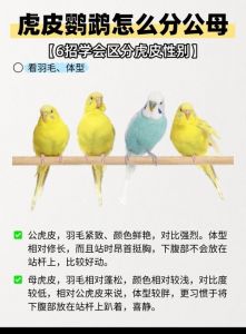 鹦鹉配对繁殖小贴士（鹦鹉一公一母能繁殖吗）