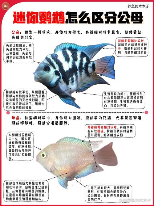 白色迷你鹦鹉鱼公母如何分辨？（白色迷你鹦鹉鱼怎么分公母图解）