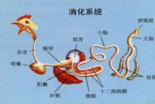 鸟类消化系统专为飞行设计（鸟的消化系统结构图）