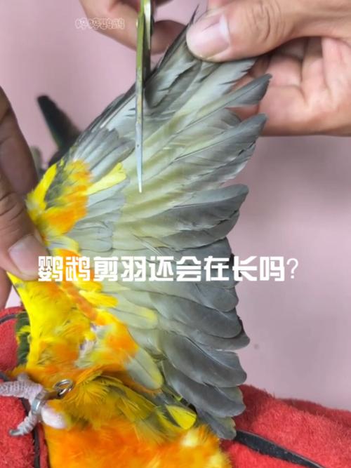 羽毛护理与常见问题（鹦鹉剪羽后还能长吗）