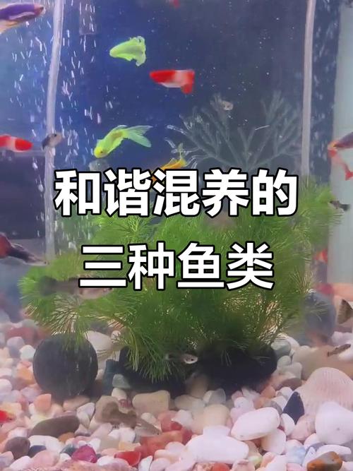 混养血鹦鹉注意水质和伙伴选择(血鹦鹉和什么鱼混养是最好的) 混养血鹦鹉注意水质和伙伴选择(血鹦鹉和什么鱼混养是最好的)