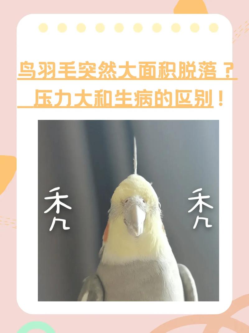 鹦鹉炸毛原因及应对（鹦鹉毛炸起来了怎么回事）