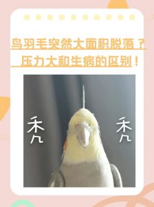 鹦鹉炸毛原因及应对（鹦鹉毛炸起来了怎么回事）