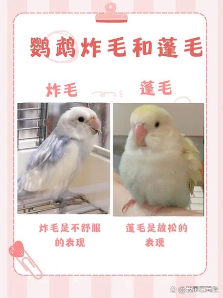 小鹦鹉头硬块？判断处理看这里！（小鹦鹉头上长出硬硬的怎么办）