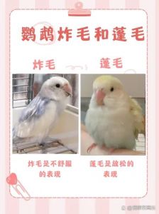 小鹦鹉头硬块？判断处理看这里！（小鹦鹉头上长出硬硬的怎么办）