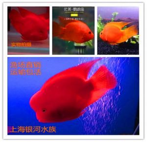 财神鹦鹉与金刚鹦鹉区别及饲养要点（养财神鹦鹉鱼与金刚财神哪个好）