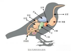 鸟类无牙吞食砂石磨碎食物适应飞行（鸟类的消化系统结构）