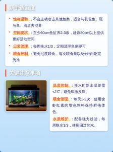 色彩变化与饲养要点（鹦鹉鱼饲养方法和注意事项）