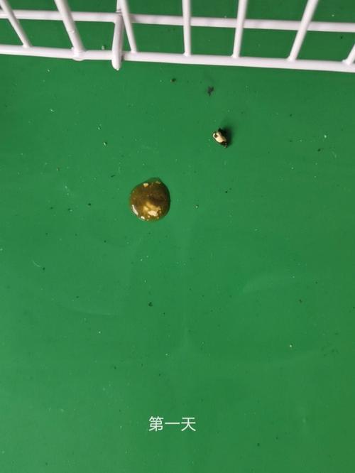鹦鹉绿色粪便原因及预防（鹦鹉拉绿色的屎是怎么回事）