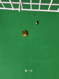 鹦鹉绿色粪便原因及预防（鹦鹉拉绿色的屎是怎么回事）