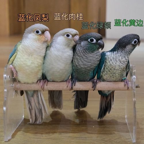 蓝化小太阳鹦鹉与肉桂小太阳鹦鹉的区别及饲养要点（蓝化肉桂小太阳鹦鹉图片）
