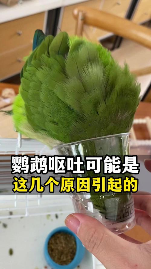 精神萎靡要当心（鹦鹉呕吐是什么原因）