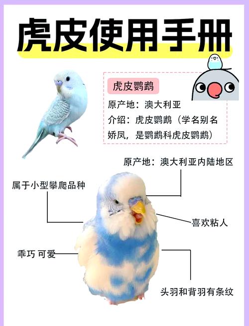 选对笼子喂对食，观察健康！（新手养虎皮鹦鹉要准备什么）