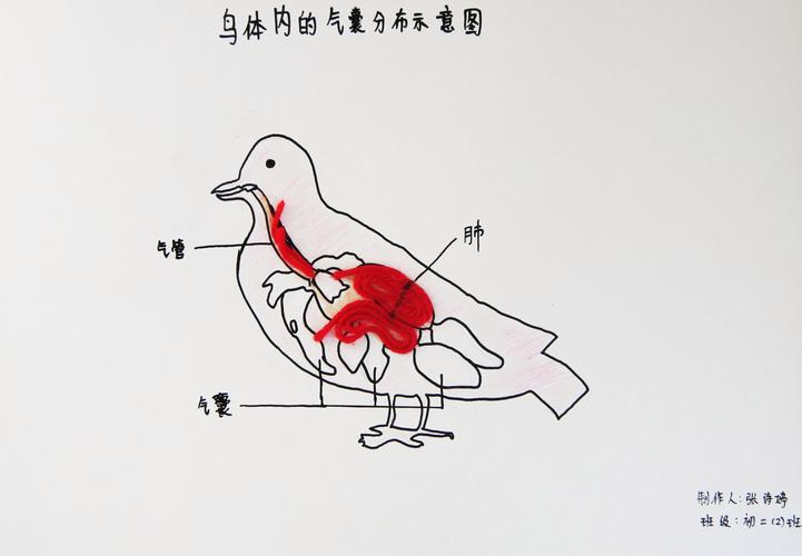 飞行潜水调节体温的秘密武器（鸟体内的气囊有什么作用）