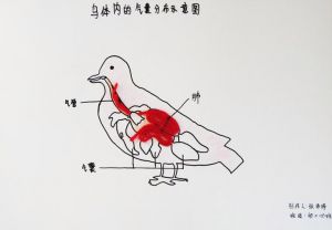飞行潜水调节体温的秘密武器（鸟体内的气囊有什么作用）