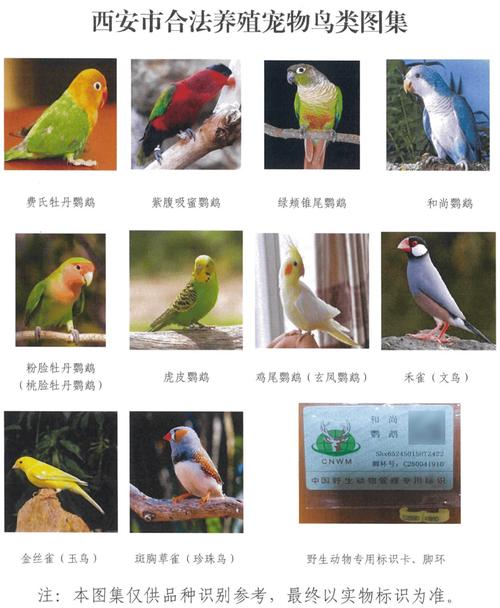 八哥玄凤百灵画眉，各具特色需细养（家养鸟的种类及照片）