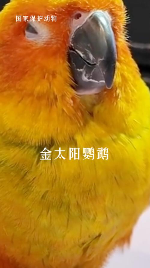 金太阳鹦鹉认主5表现,聪明互动是关键(金太阳鹦鹉怎么判断认主了) 金太阳鹦鹉认主5表现,聪明互动是关键(金太阳鹦鹉怎么判断认主了)