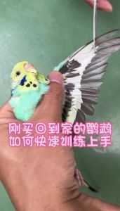新手养鹦鹉，耐心陪伴，食物互动，慢慢建立信任（刚到家的鹦鹉怎么让它熟悉环境）