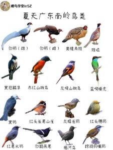 鹰孔雀等，保护鸟类，分享你喜爱的鸟！（中国鸟类大全及鸟名一览表）