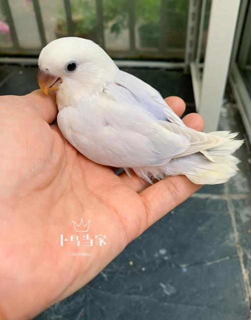 蓝伊莎温顺，紫伊莎鲜艳，选哪个看喜好！（蓝伊莎鹦鹉和紫伊莎鹦鹉那个好）